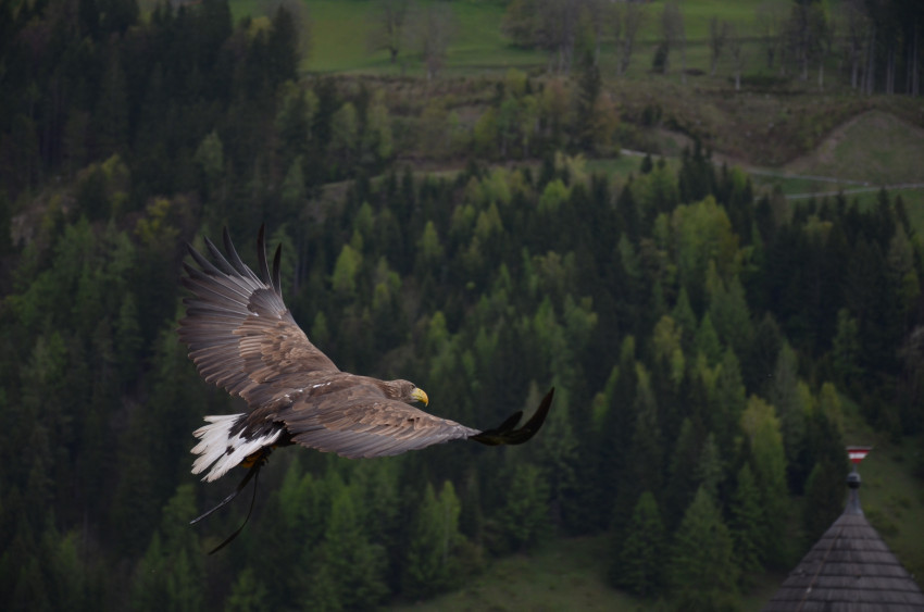 Tapeta Adler, Ptak drapieżny