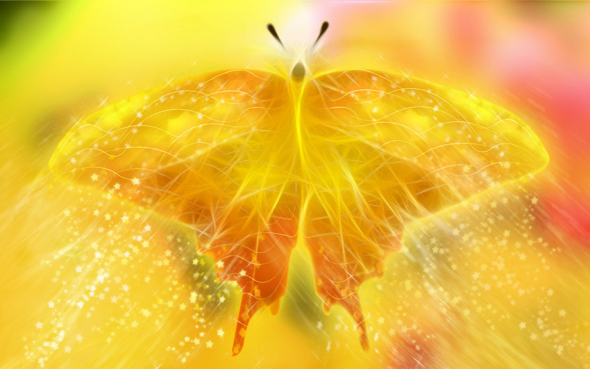 Tapeta Backgrounds_Windows_7_-_Orange_butterfly.jpg