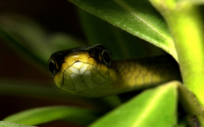 Tapeta Zielony wąż