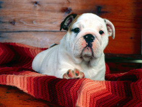 Tapeta A Comfy Drawer, Bulldog Puppy.jpg
