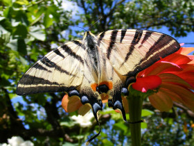 Tapeta Kolorowy motyl z paziowatych