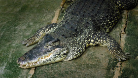 Tapeta Krokodyl