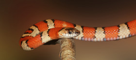 Tapeta Król Węży, Wąż Biało-Czerwony