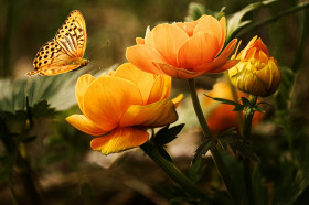Tapeta Kwiaty i piękny motyl