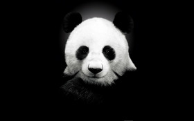 Tapeta Miś Panda.jpg