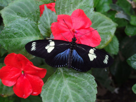 Tapeta Motyl na kwiatach