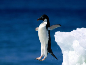 Tapeta Pingwiny