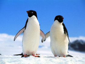 Tapeta Pingwiny