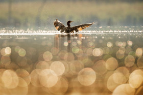 Tapeta Ptak w jeziorze