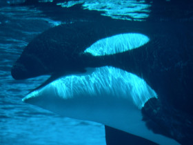 Tapeta Submerged, Killer Whale.jpg