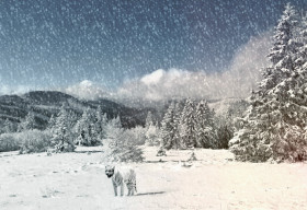 Tapeta Tygrys podczas gęstych opadów śniegu